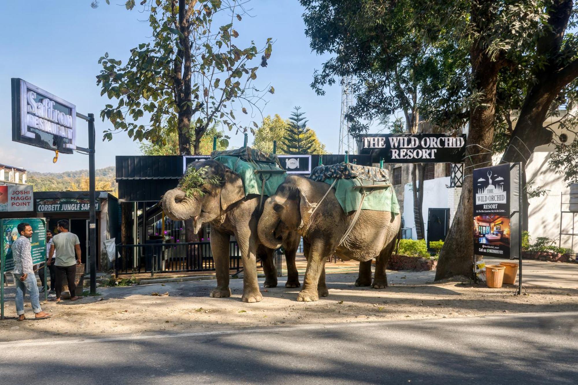 The Wild Orchid Resort Corbett Ramnagar  Luaran gambar